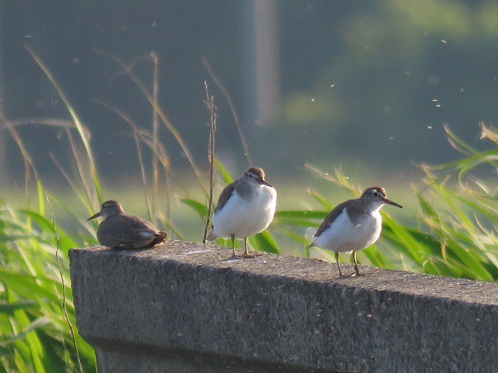 20160709_10